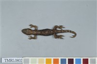 藏品(鉛山壁虎)的圖片